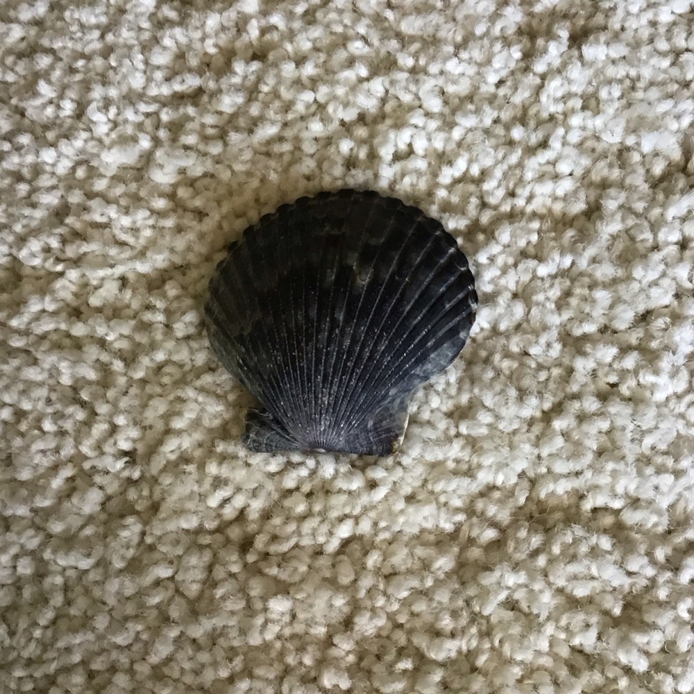 Black Seashell Decor